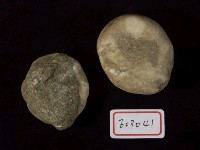 棘燈形海膽藏品圖，第3張